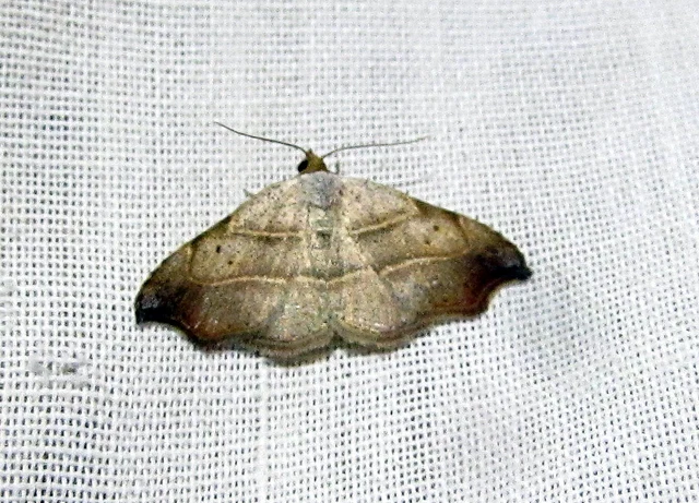 Laspeyria flexula - zuzmóbagoly