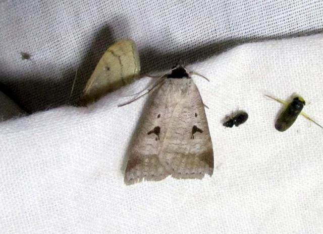 Lygephila pastinum - közönséges csüdfűbagoly