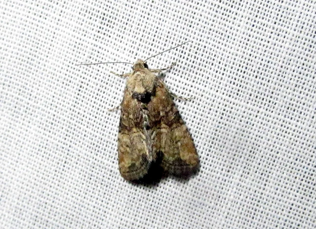 Mesoligia furuncula - kétszínű dudvabagoly