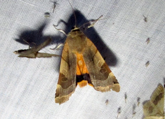 Noctua fimbriata - szélessávú sárgafűbagoly