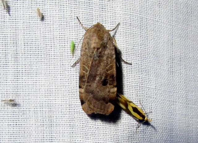 Noctua interposita - köztes sárgafűbagoly