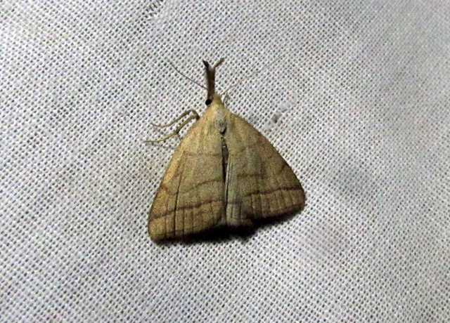 Polypogon tentacularia - sötétaljú karcsúbagoly