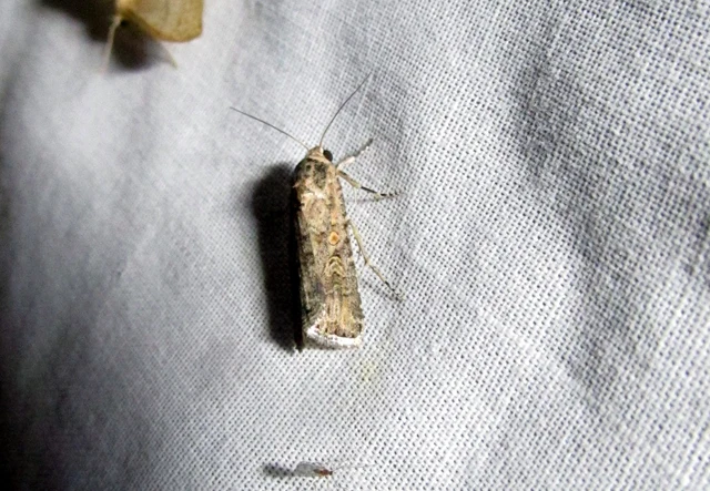 Spodoptera exigua - apró jegyesbagoly