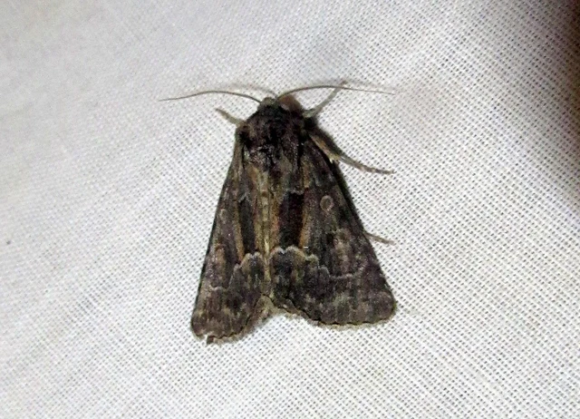 Thalpophila matura - fakó erdeibagoly