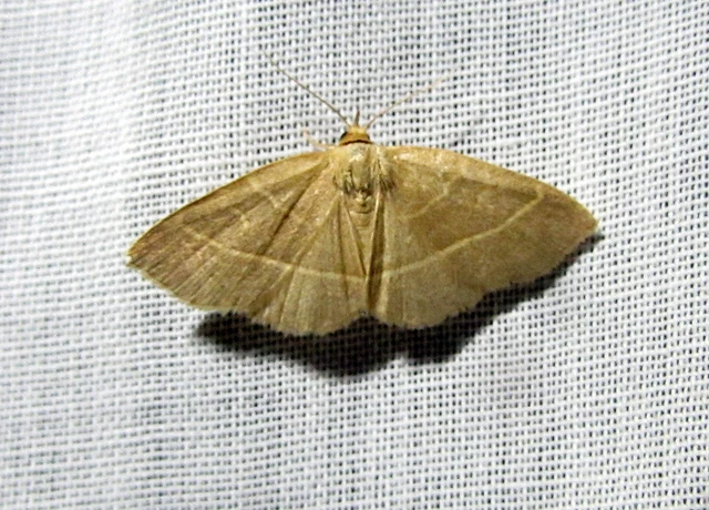 Trisateles emortualis - sárgacsíkos karcsúbagoly