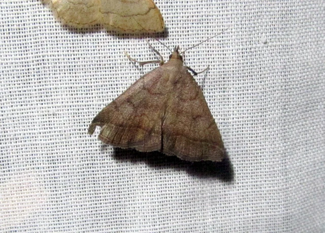 Zanclognatha lunalis - pelyheslábú karcsúbagoly