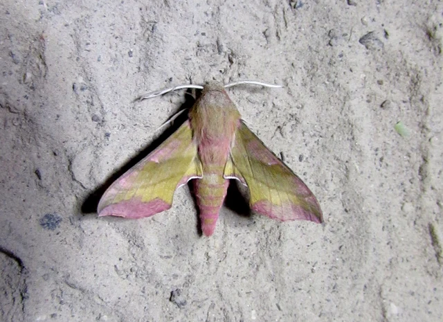 Deilephila porcellus - piros szender