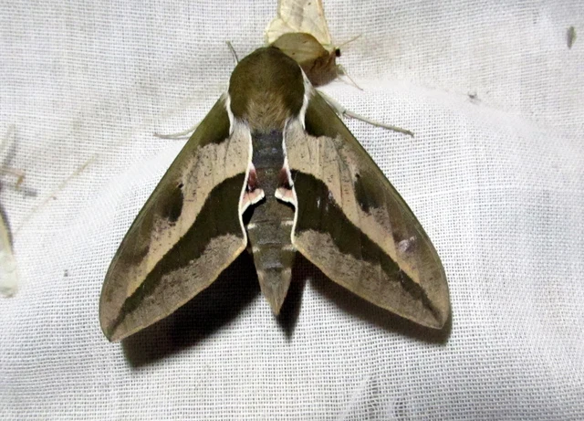 Hyles euphorbiae - kutyatejszender