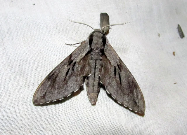 Hyloicus pinastri - fenyőszender