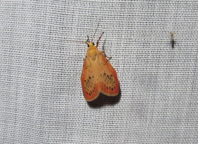 Miltochrista miniata - piros medvelepke