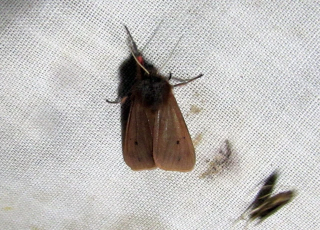 Phragmatobia fuliginosa - füstös medvelepke