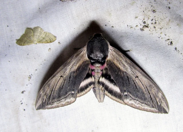Sphinx ligustri - fagyalszender