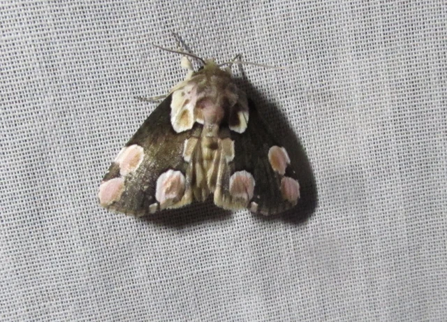 Thyatira batis - rózsafoltos pihésszövő Thyatira batis - rózsafoltos pihésszövő
