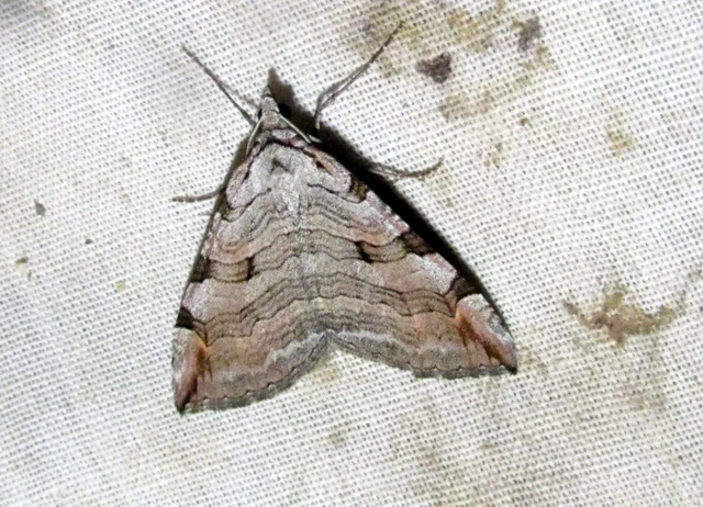 Aplocera efformata/plagiata