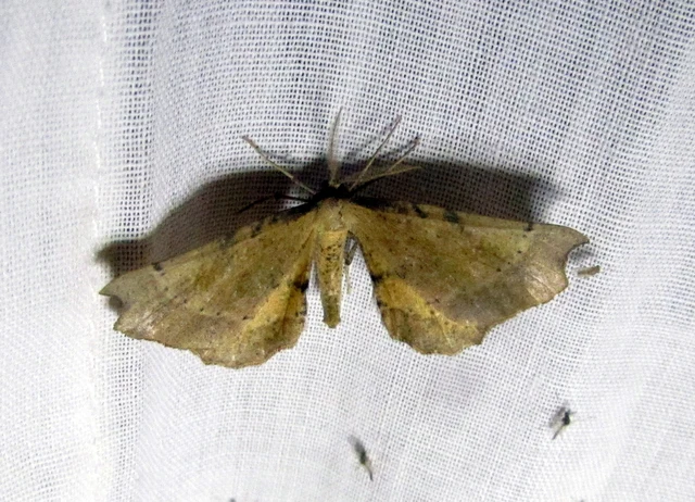 Artiora evonymaria - kecskerágó-araszoló