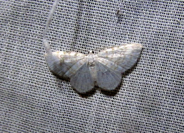 Asthena albulata - gyertyán-fehéraraszoló