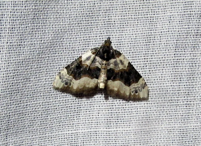 Cosmorhoe ocellata - szemes galajaraszoló