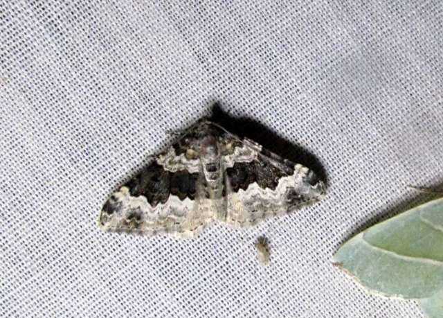 Epirrhoe galiata - sávos galajaraszoló