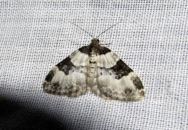 Xanthorhoe fluctuata - közönséges tarkaaraszoló