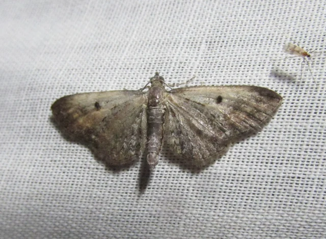 Eupithecia icterata - rozsdafoltos törpearaszoló