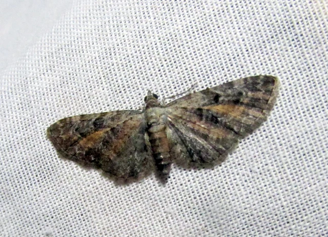 Eupithecia icterata - rozsdafoltos törpearaszoló