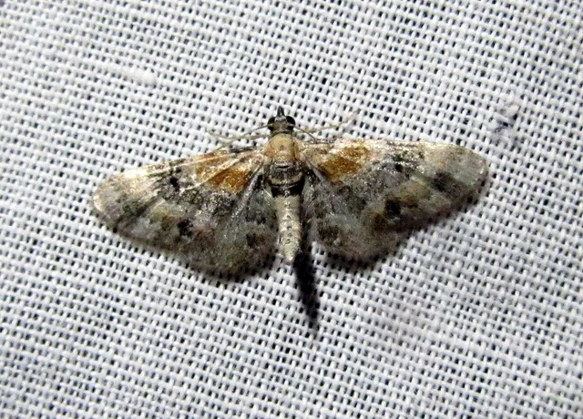 Eupithecia linariata - vonalas törpearaszoló