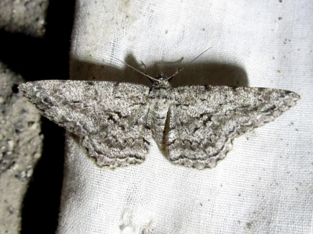 Hypomecis roboraria - nagy tölgyfaaraszoló