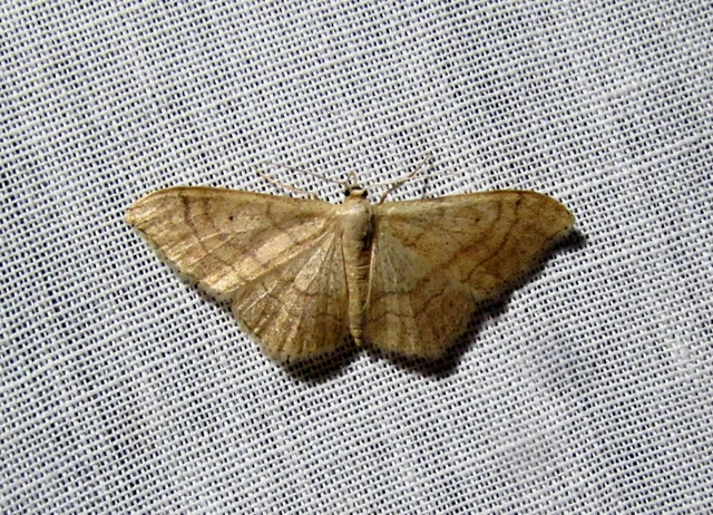 Idaea rufaria - vörhenyes sávosaraszoló