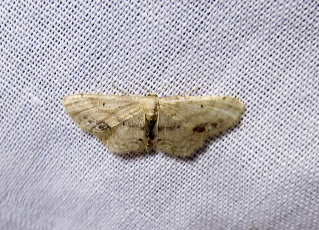Idaea dimidiata - gyakori apróaraszoló