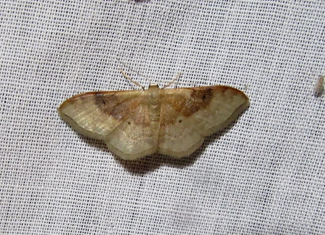 Idaea degeneraria - barnasávos araszoló