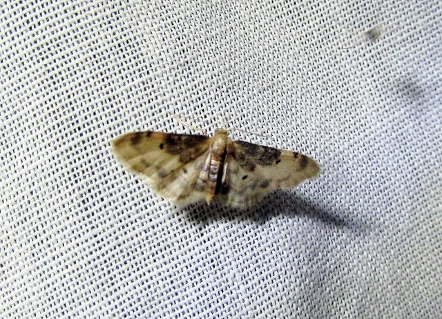 Idaea rusticata - tarka apróaraszoló