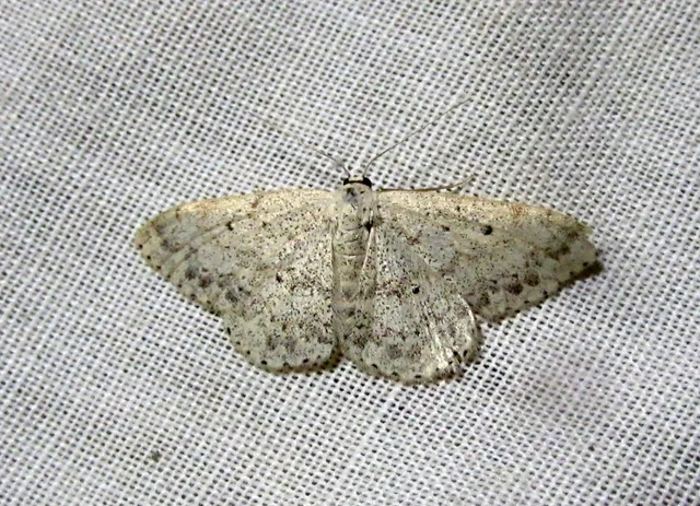 Scopula marginepunctata - pettyes sávosaraszoló