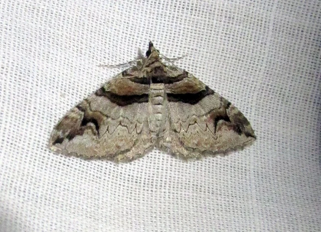 Pareulype berberata - sóskafa-tarkaaraszoló