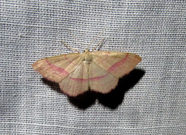 Rhodostrophia vibicaria - pirosszélű araszoló