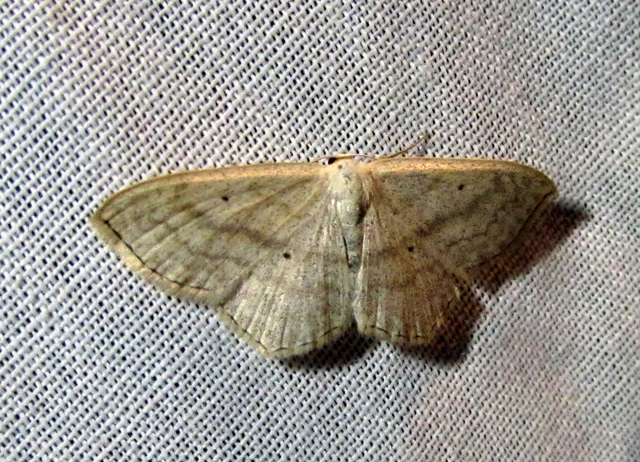 Scopula nigropunctata - feketepettyes araszoló