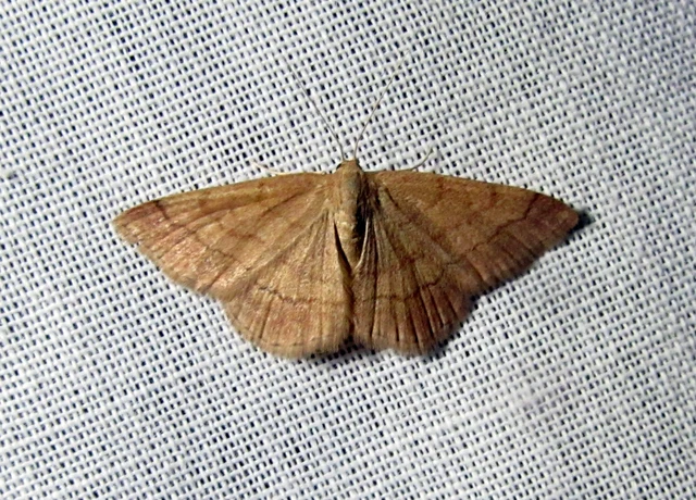 Scopula rubiginata - réti pirosaraszoló