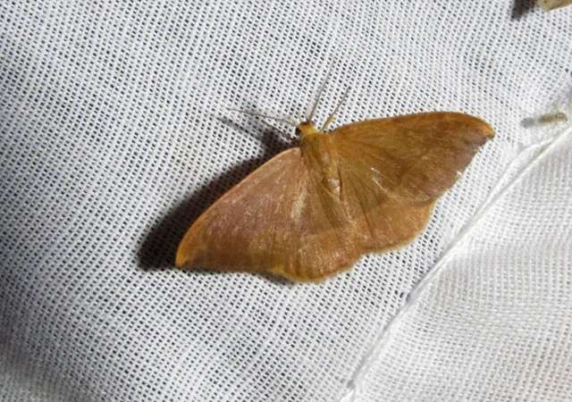 Watsonalla cultraria - bükkfa-sarlósszövő