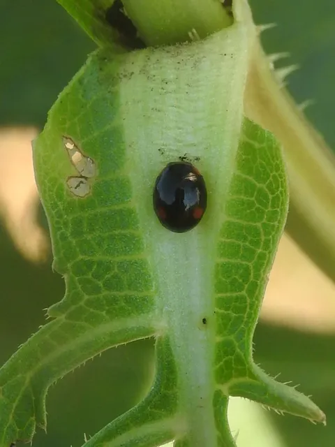 Hyperaspis campestris - mezei szerecsenböde