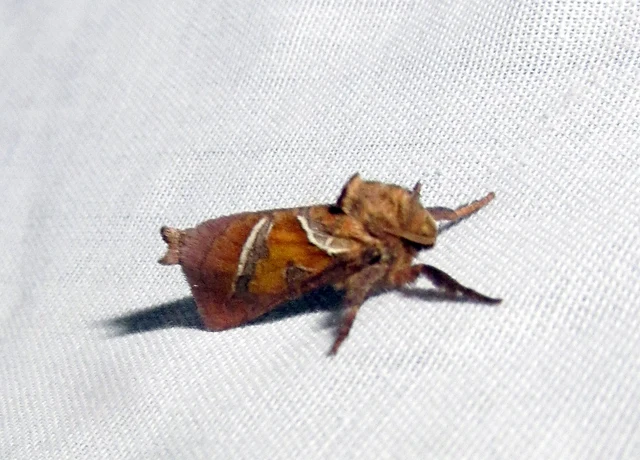 Triodia sylvina - kis gyökérrágólepke