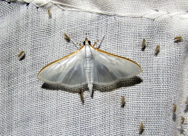 Palpita vitrealis - hófehér tűzmoly