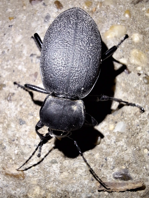Carabus coriaceus - bőrfutrinka