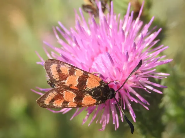 Zygaena carniolica - fehérgyűrűs csüngőlepke