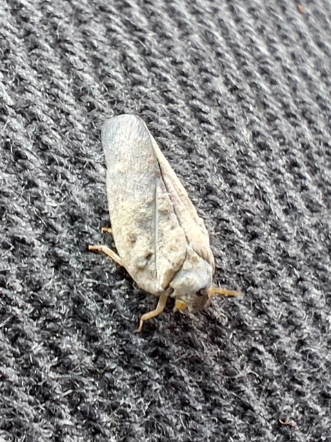 Metcalfa pruinosa - amerikai lepkekabóca