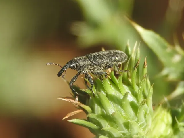 Lixus cardui/filiformis