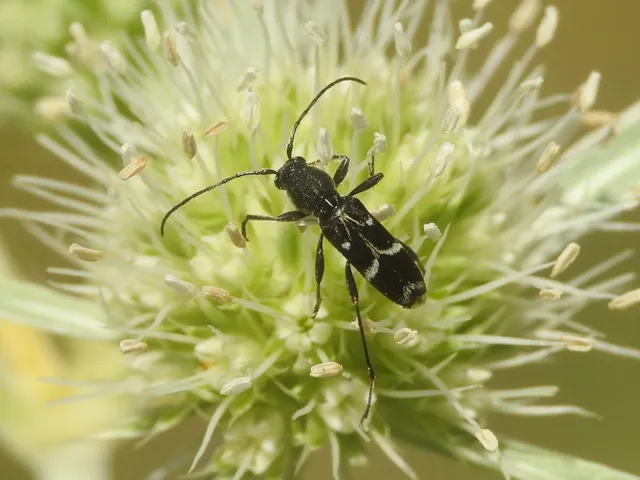 Chlorophorus sartor - feketevállú darázscincér