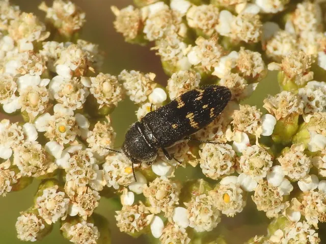 Acmaeoderella flavofasciata - sárgacsíkos zömökdíszbogár