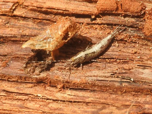 Archaeognatha - Ugróősrovarok