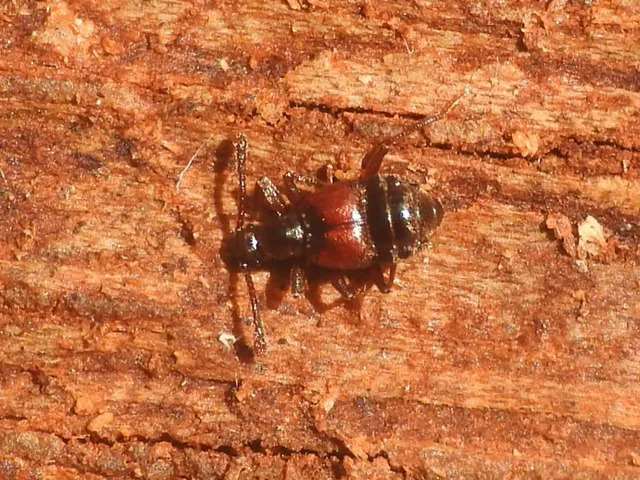 Tyrus mucronatus mucronatus