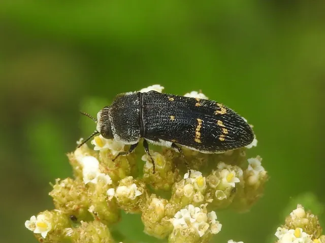 Acmaeoderella flavofasciata - sárgacsíkos zömökdíszbogár