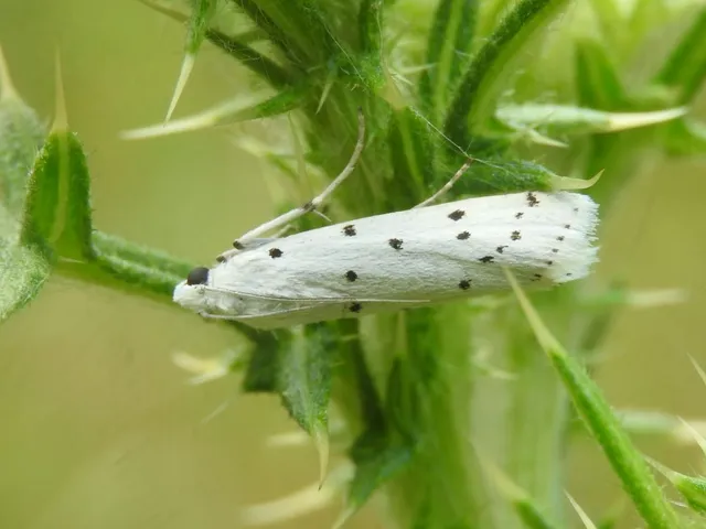 Myelois circumvoluta - pettyes karcsúmoly